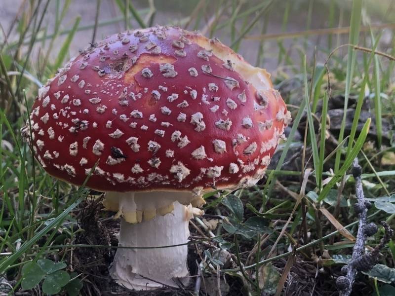 Escursioni sui funghi